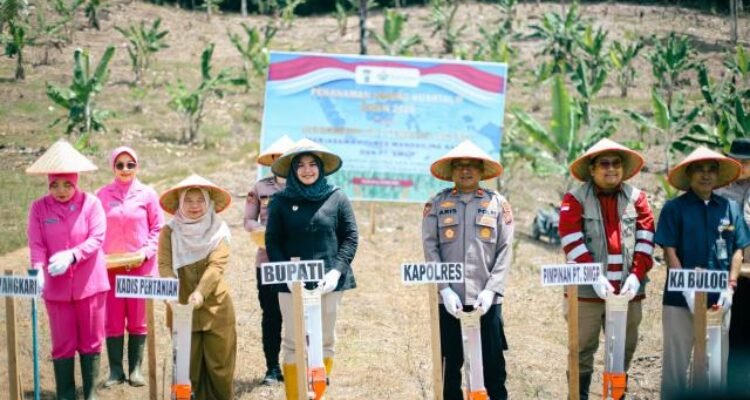 Polres Mandailing Natal (Madina) melaksanakan penanaman jagung kuartal II, Selasa (5/5/2026). Kegiatan ini terlaksana melalui kolaborasi dengan PT Sorik Marapi Geothermal Power (SMGP).