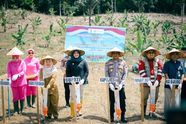 Polres Mandailing Natal (Madina) melaksanakan penanaman jagung kuartal II, Selasa (5/5/2026). Kegiatan ini terlaksana melalui kolaborasi dengan PT Sorik Marapi Geothermal Power (SMGP).