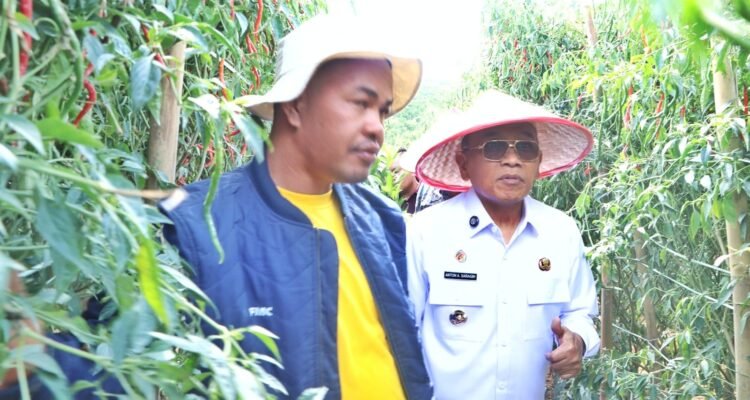 Bupati Simalungun Anton Achmad Saragih saat panen cabai di Nagori Siboras, Jumat (10/7/2026). Foto; Dinas Kominfo Sinalungun