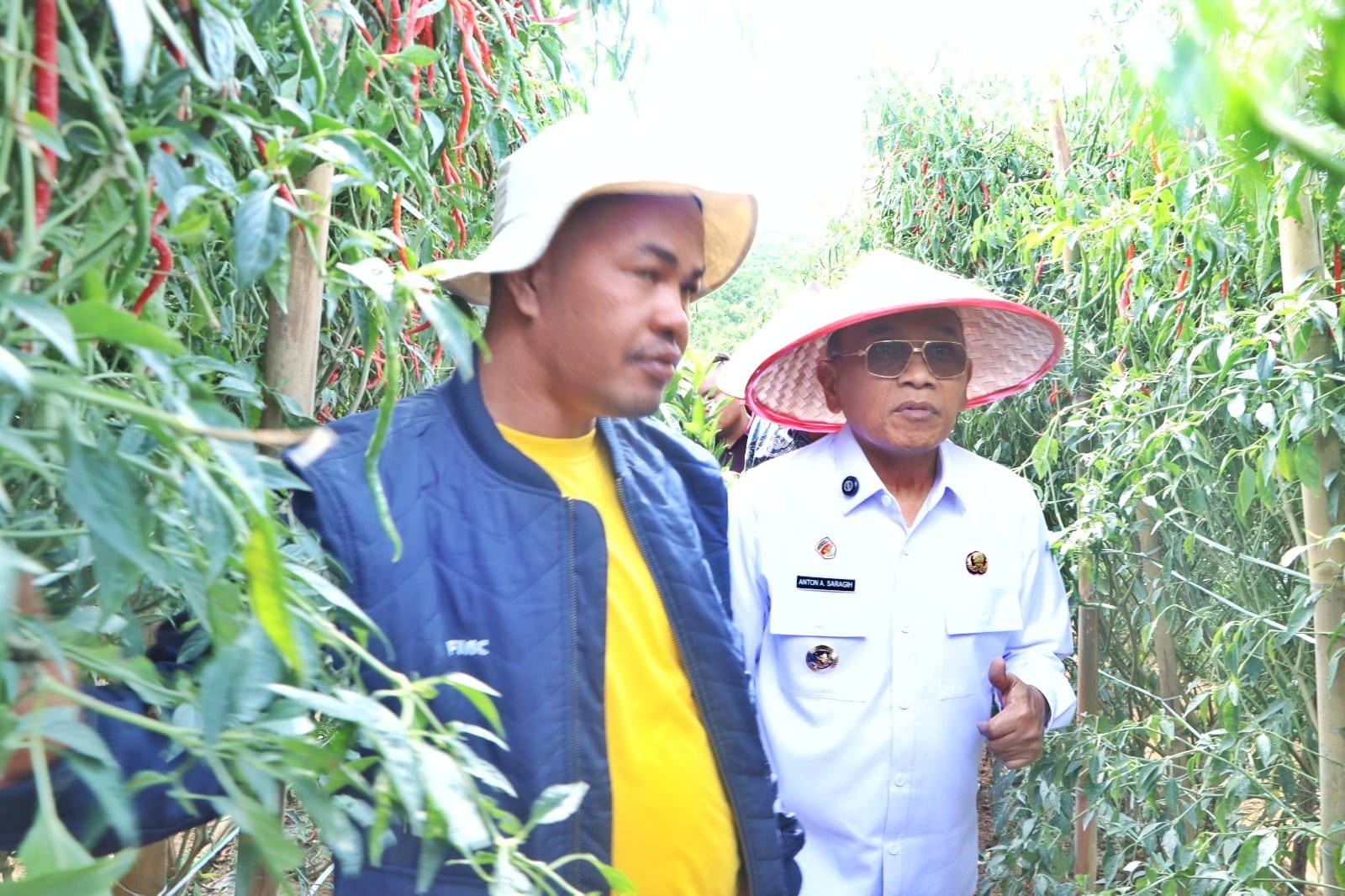 Bupati Simalungun Anton Achmad Saragih saat panen cabai di Nagori Siboras, Jumat (10/7/2026). Foto; Dinas Kominfo Sinalungun