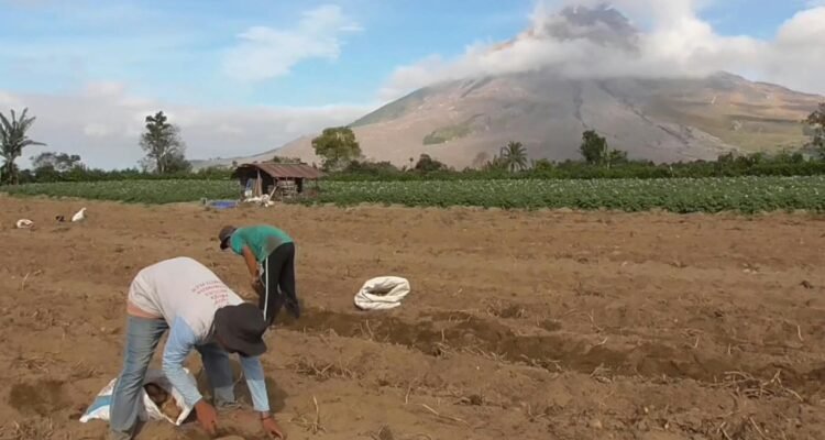 Para petani sekitar Gunung Sinabung tetap beraktivitas, Selasa (1/9/2026). Foto; Doddy Ferdiansyah/kitamedan.com