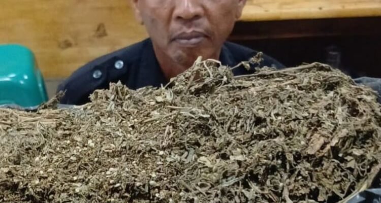 Oknum Satpam diciduk polisi karena kedapatan jual beli ganja saat jaga malam. (Ist)