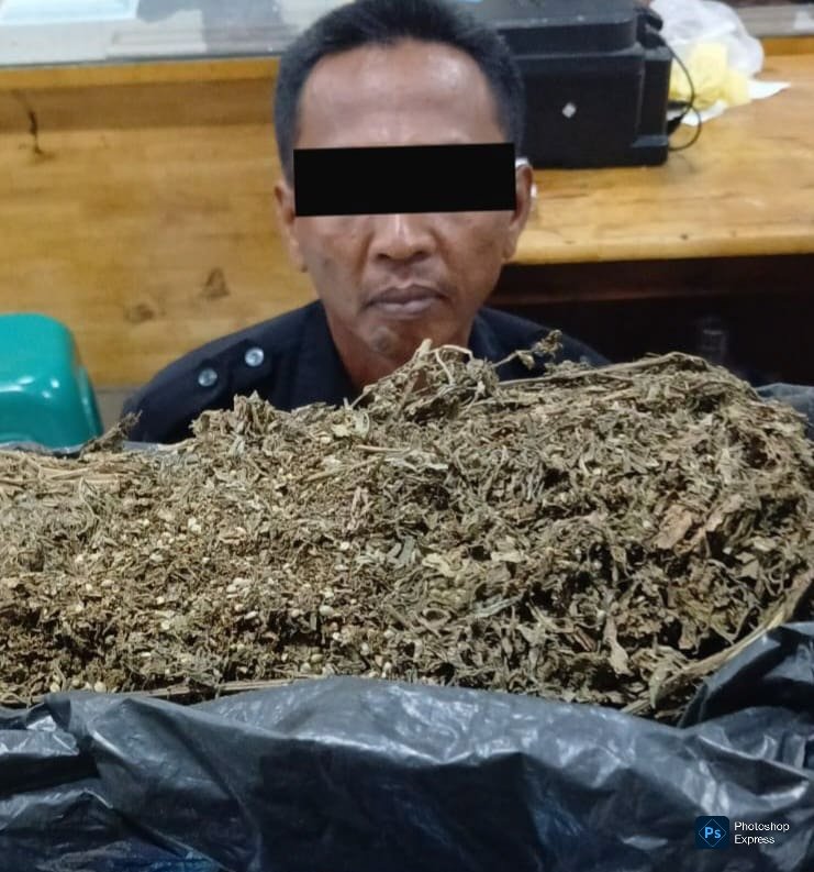 Oknum Satpam diciduk polisi karena kedapatan jual beli ganja saat jaga malam. (Ist)