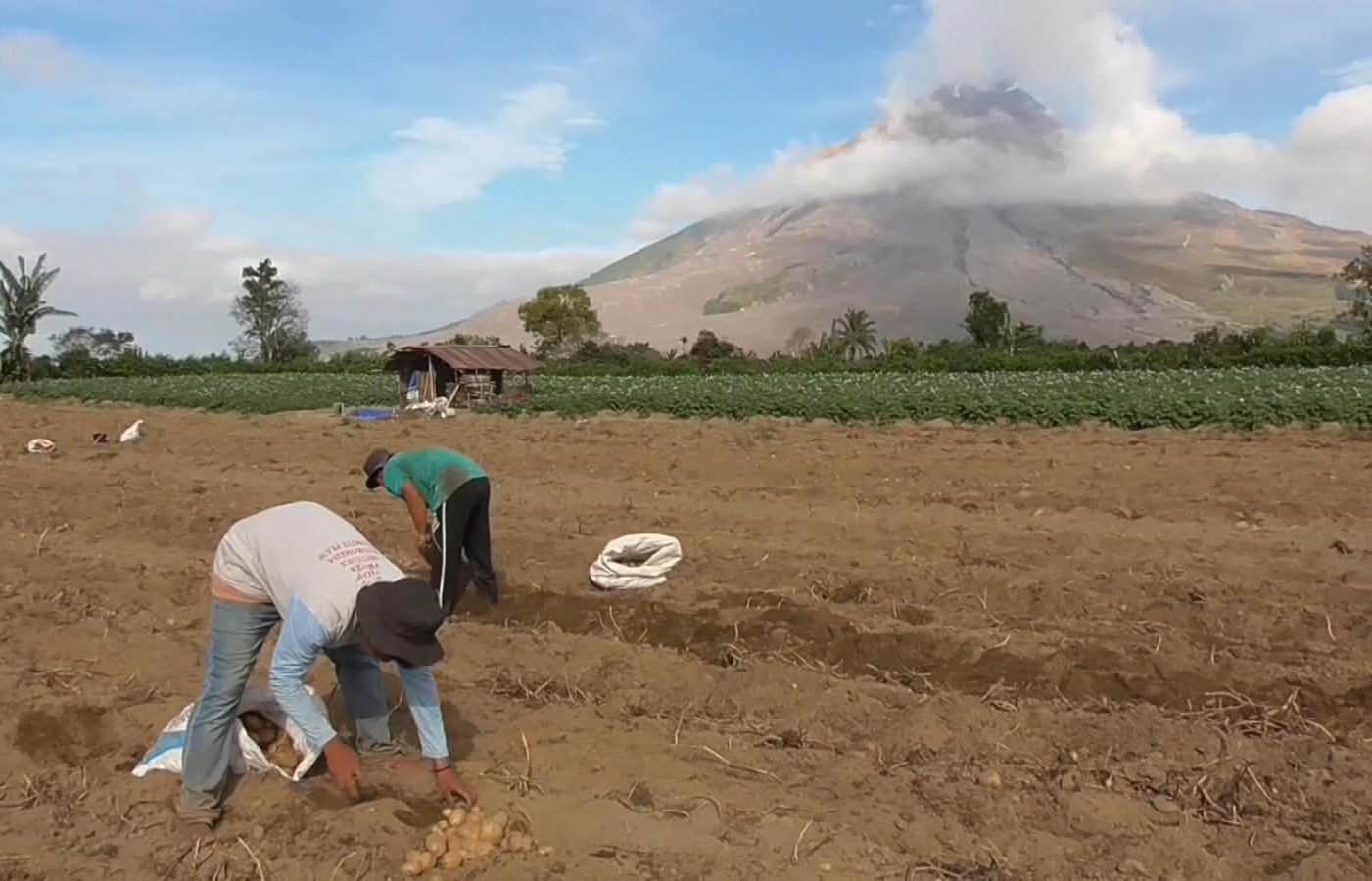 Para petani sekitar Gunung Sinabung tetap beraktivitas, Selasa (1/9/2026). Foto; Doddy Ferdiansyah/kitamedan.com